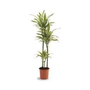 Dracaena Fragrans Lemon Lime (3ppp)