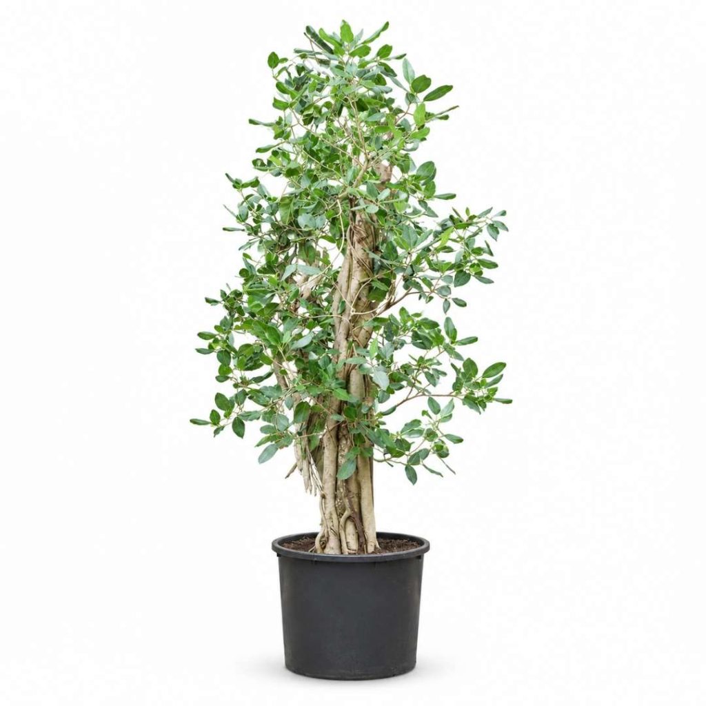 Ficus Benghalensis ‘Audrey’