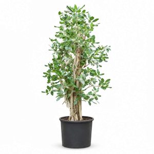 Ficus Benghalensis ‘Audrey’