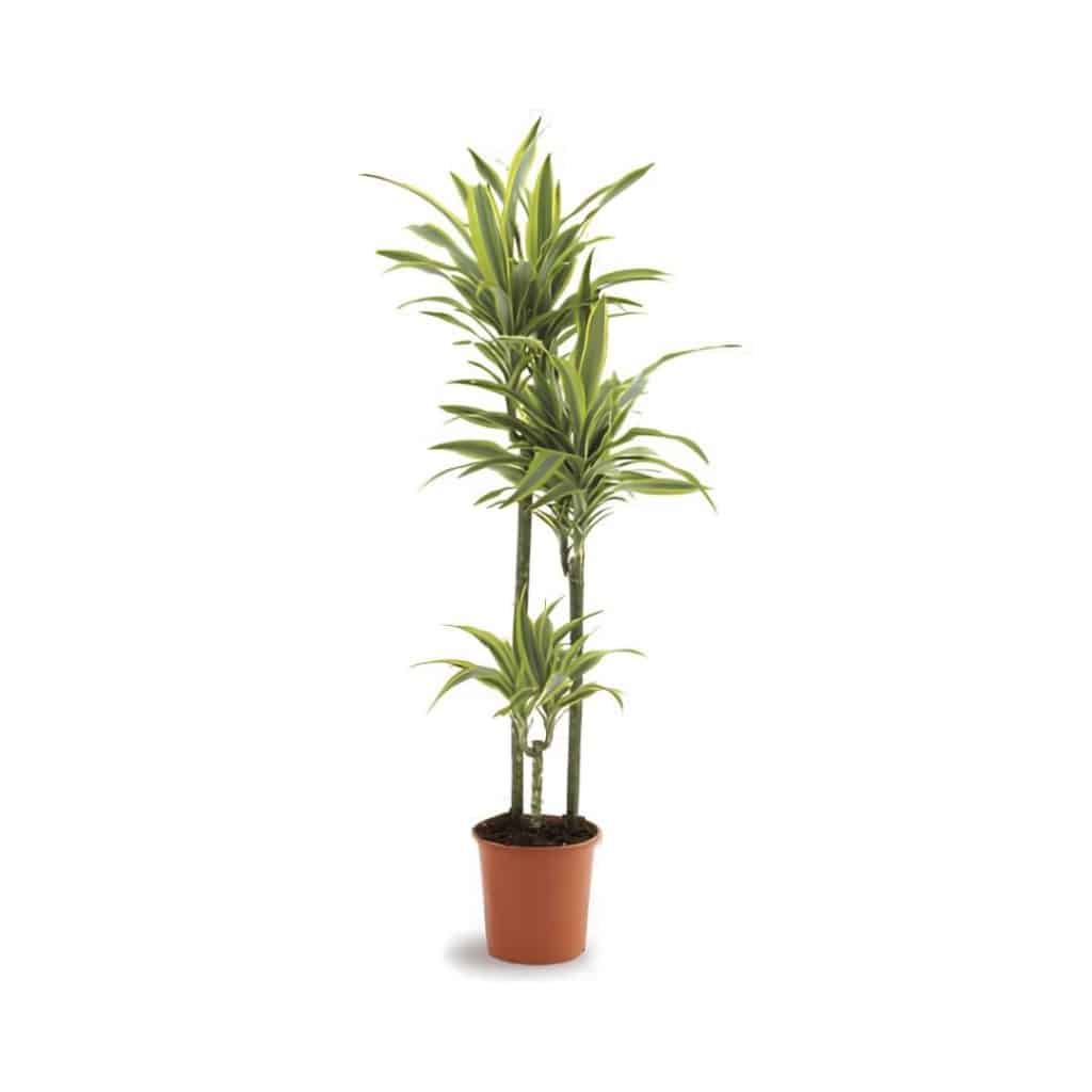 Dracaena Fragrans Lemon Lime (3ppp)