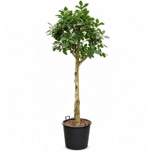 Ficus Benghalensis ‘Audrey’