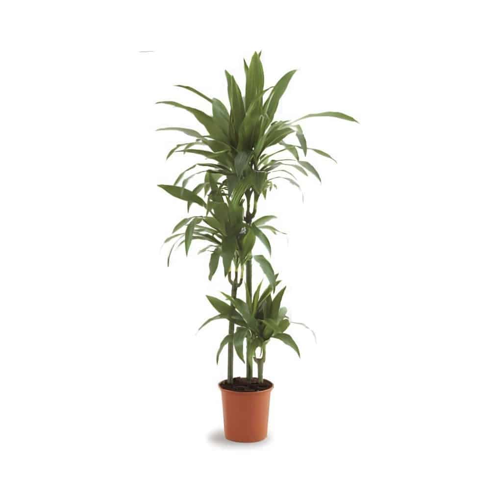 Dracaena Fragrans Janet Craig (3ppp)