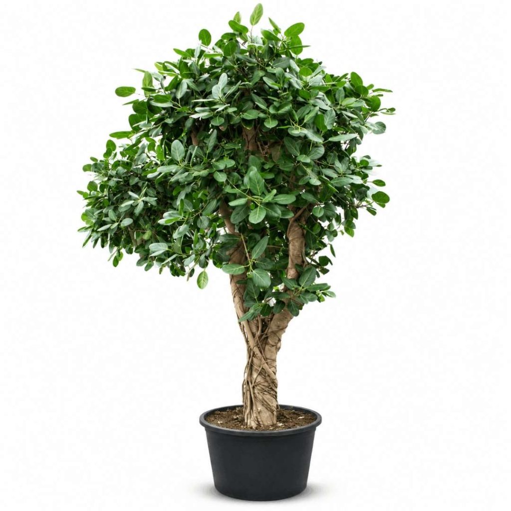 Ficus Benghalensis