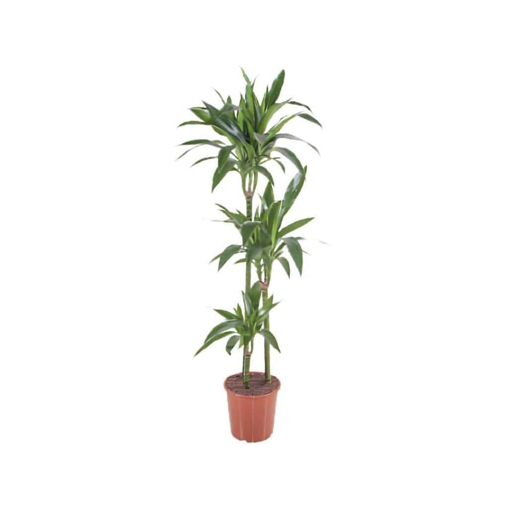 Dracaena Fragrans Janet Craig (3ppp)