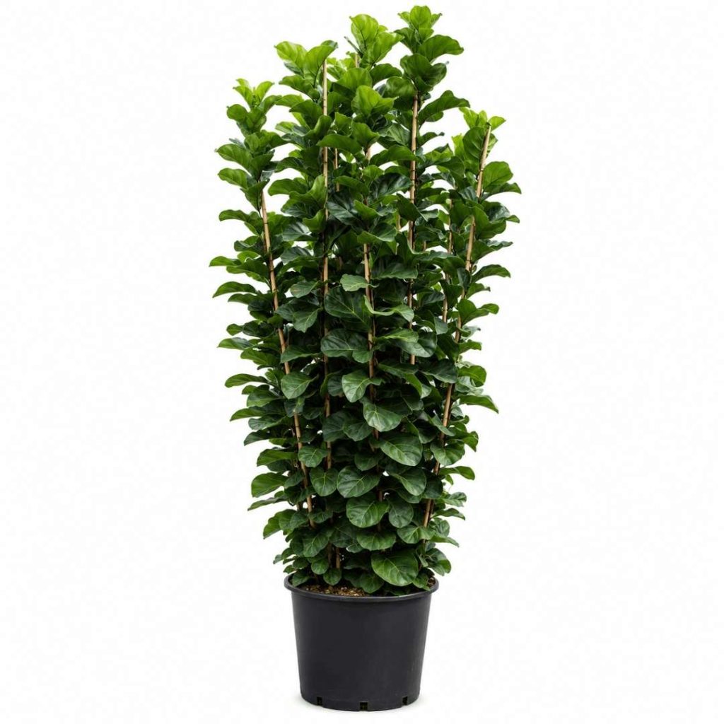 Ficus Lyrata Bambino