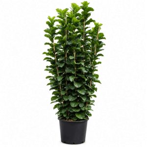 Ficus Lyrata Bambino