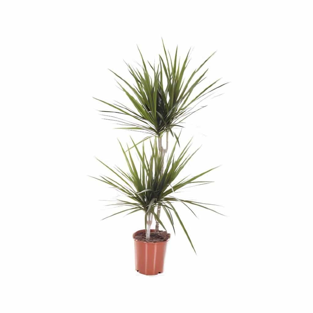 Dracaena Marginata (2ppp)