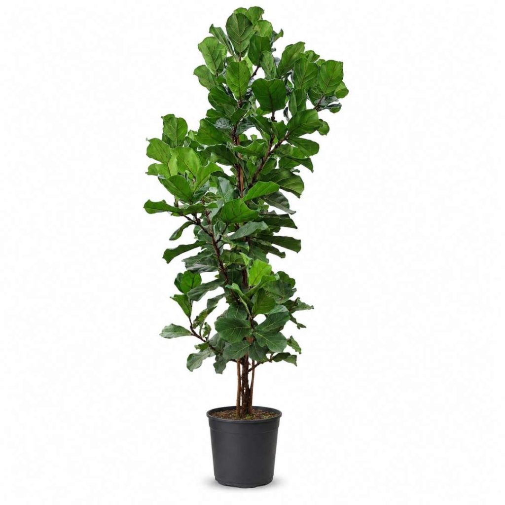 Ficus Lyrata Vertakt