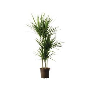 Dracaena Marginata (3ppp)