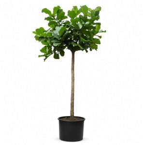 Ficus Lyrata