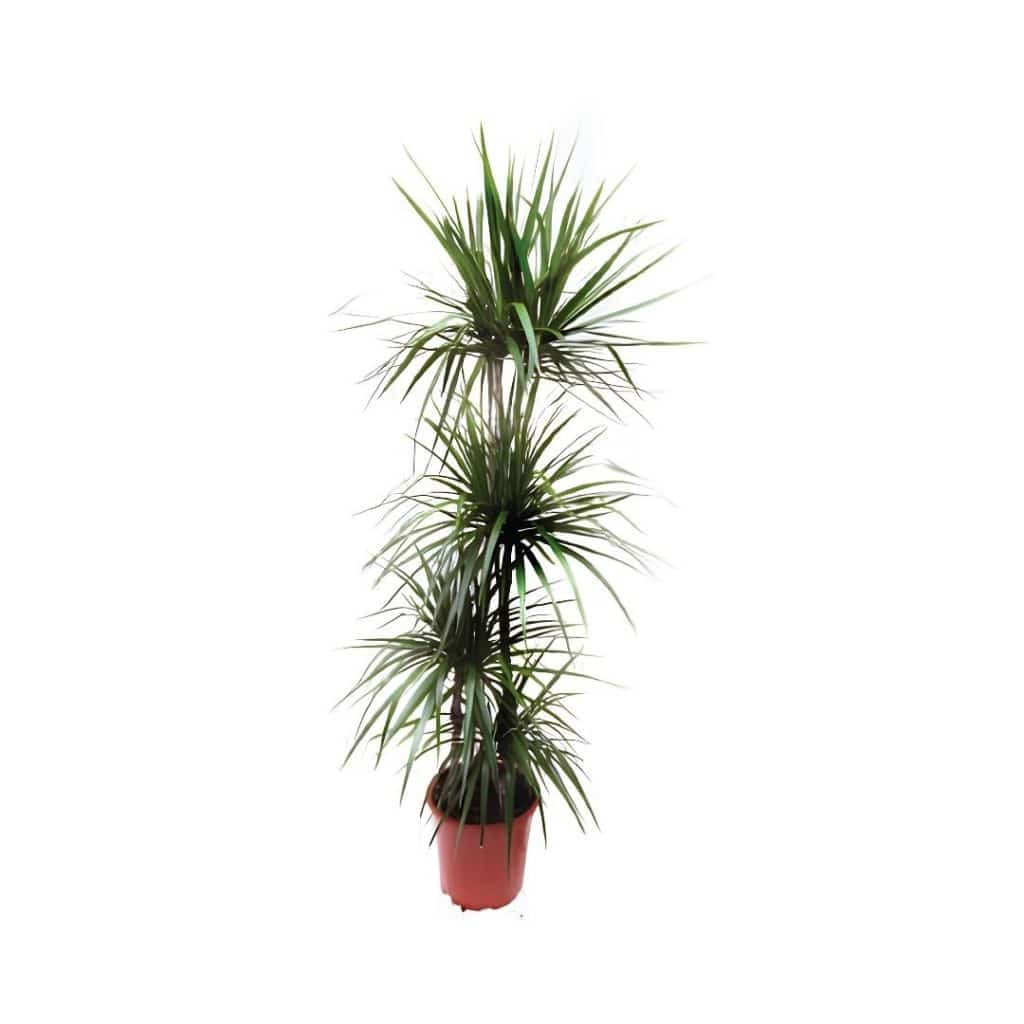Dracaena Marginata (3ppp)