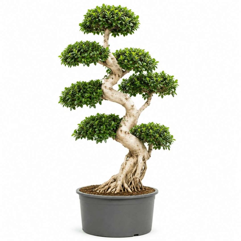 Ficus Microcarpa ‘Compacta’