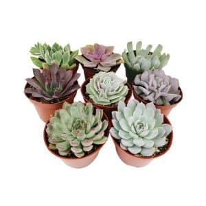 Echeveria Mix Colour
