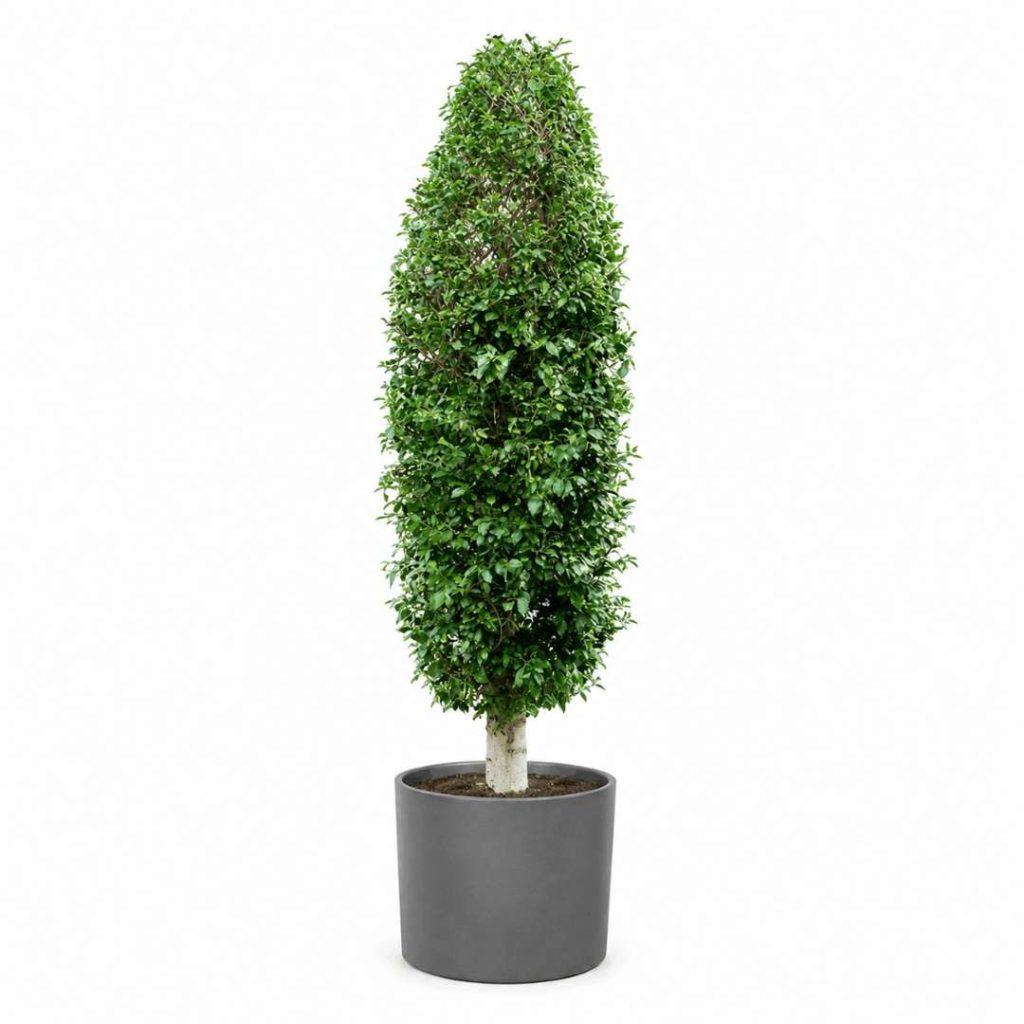 Ficus Microcarpa ‘Nitida Cone Shaped’