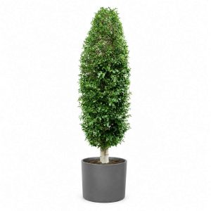 Ficus Microcarpa ‘Nitida Cone Shaped’