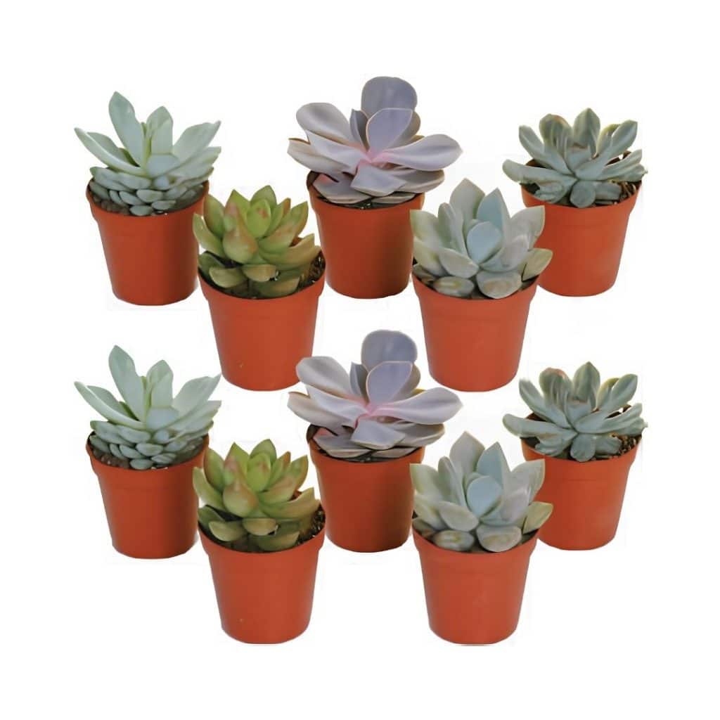 Echeveria Mix Colour