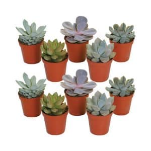 Echeveria Mix Colour