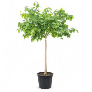 Ficus Religiosa Stam