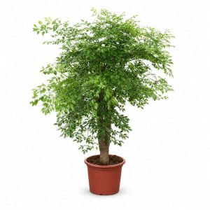 Heteropanax Chinensis