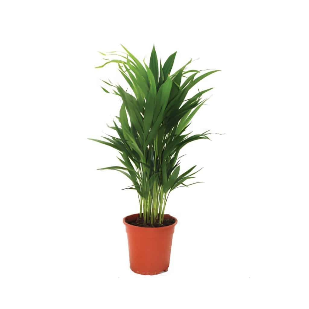 Chrysalidocarpus Lutescens (Areca palm)