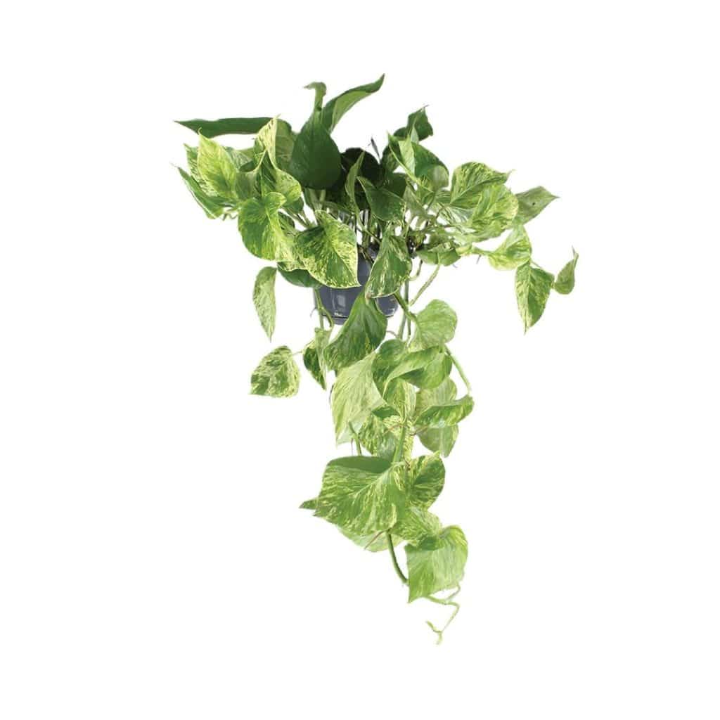 Epipremnum ‘Marble Queen’