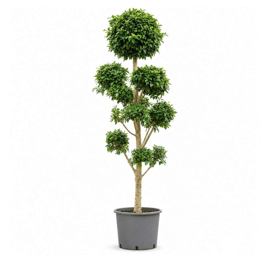 Ficus Microcarpa ‘Nitida’