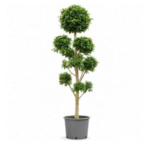 Ficus Microcarpa ‘Nitida’