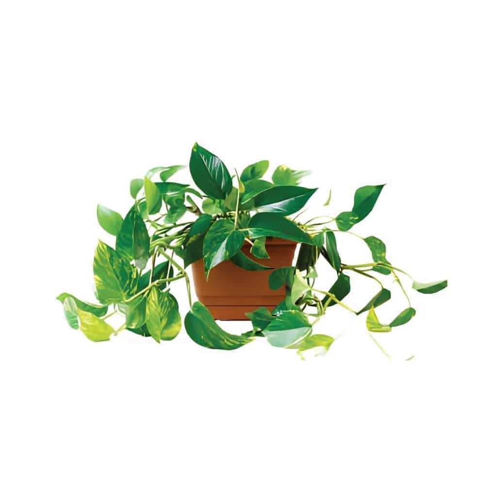 Epipremnum Golden Pothos
