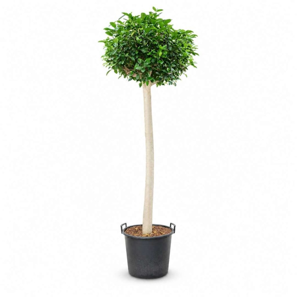 Ficus Rubiginosa ‘Australis’