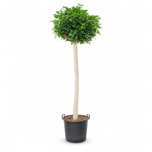 Ficus Rubiginosa ‘Australis’