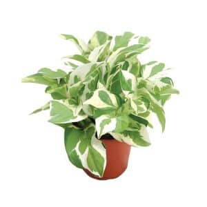 Epipremnum ‘Njoy’