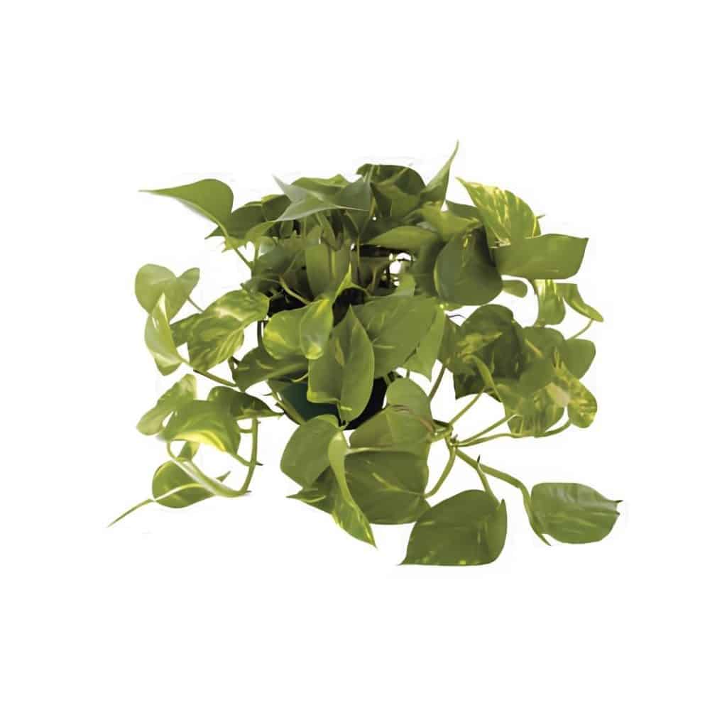Epipremnum Pinnatum Aureum