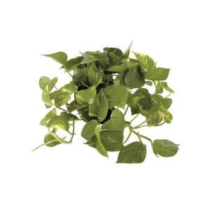 Epipremnum Pinnatum Aureum