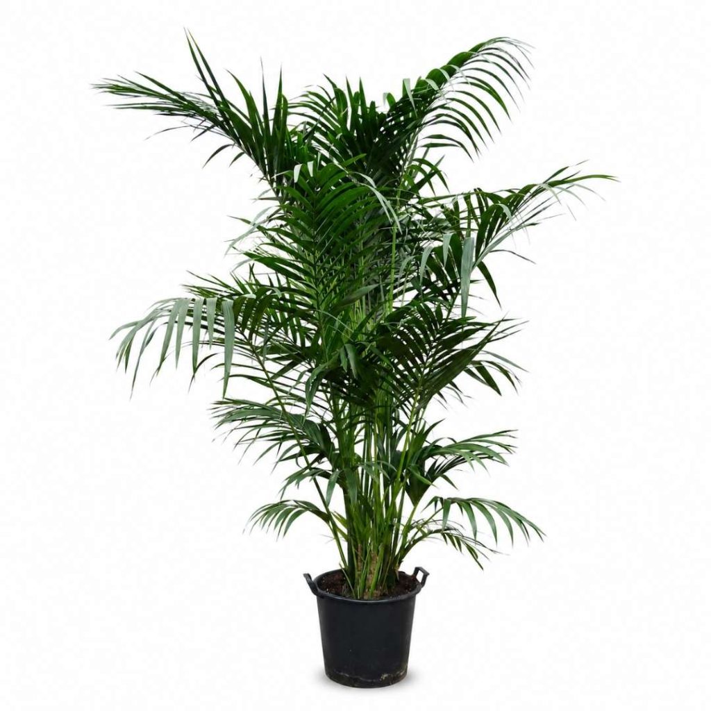 Howea Forsteriana