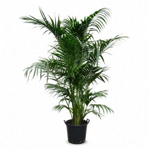 Howea Forsteriana
