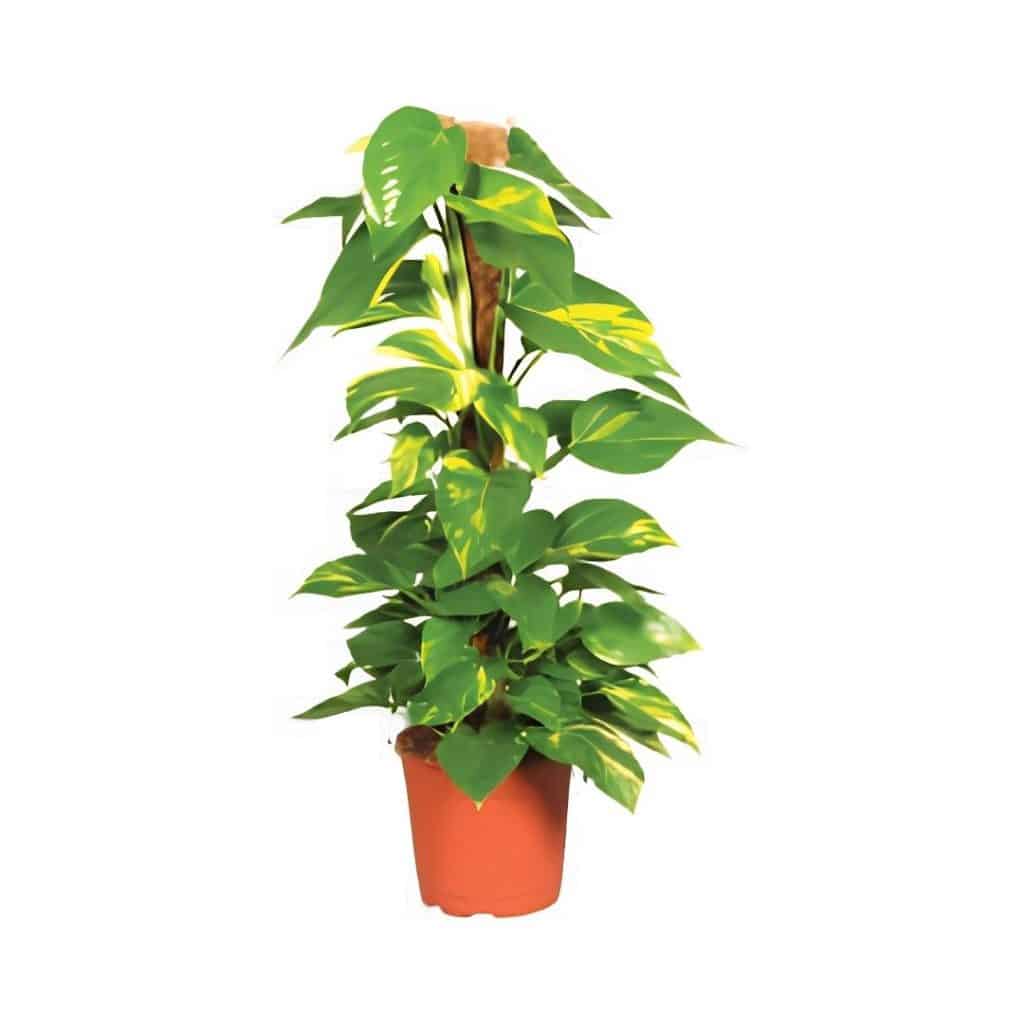 Epipremnum Pinnatum Moss Pole