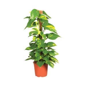 Epipremnum Pinnatum Moss Pole