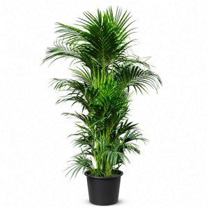 Howea Forsteriana