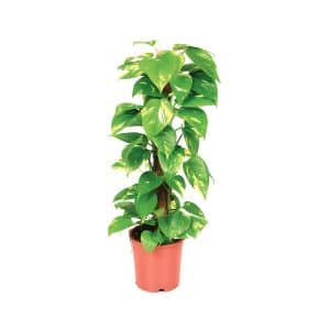Epipremnum Pinnatum Moss Pole