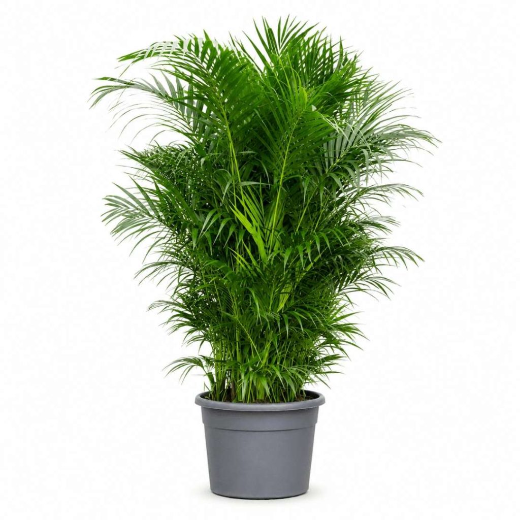 Kentia Forsteriana (Howea)