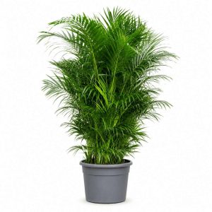 Kentia Forsteriana (Howea)
