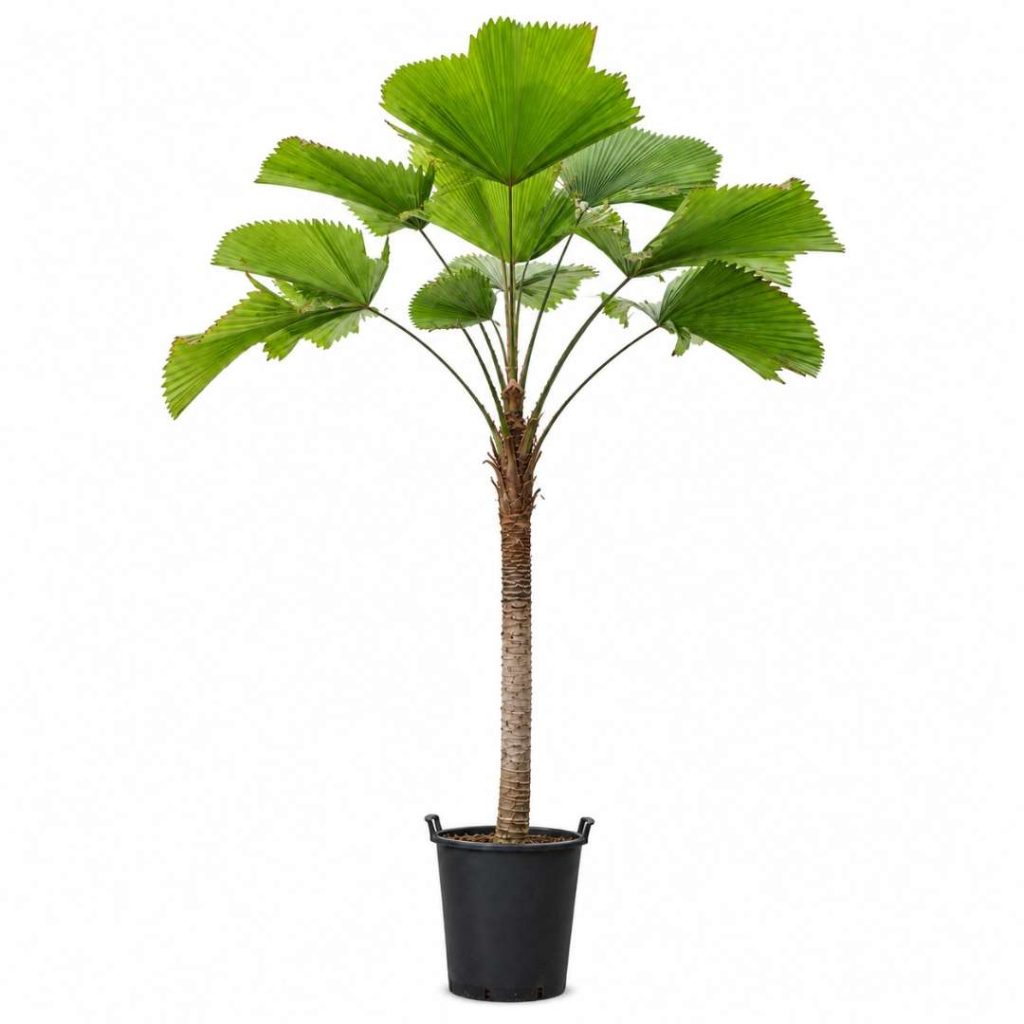 Licuala Grandis