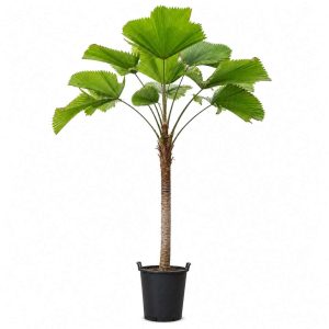Licuala Grandis