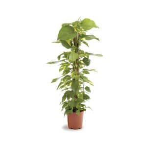 Epipremnum Pinnatum Moss Pole