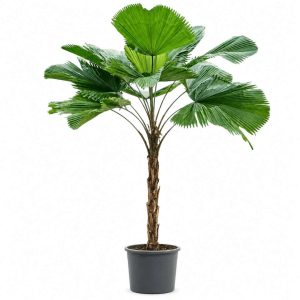 Licuala Grandis