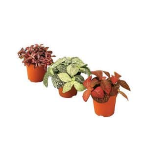 Fittonia albivenis (Nerve Plant) Mix 3 Colours