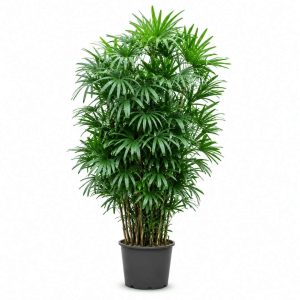 Rhapis Excelsa