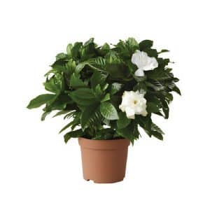 Gardenia Jasminoides