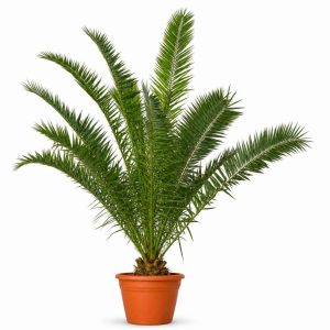 Phoenix Canariensis