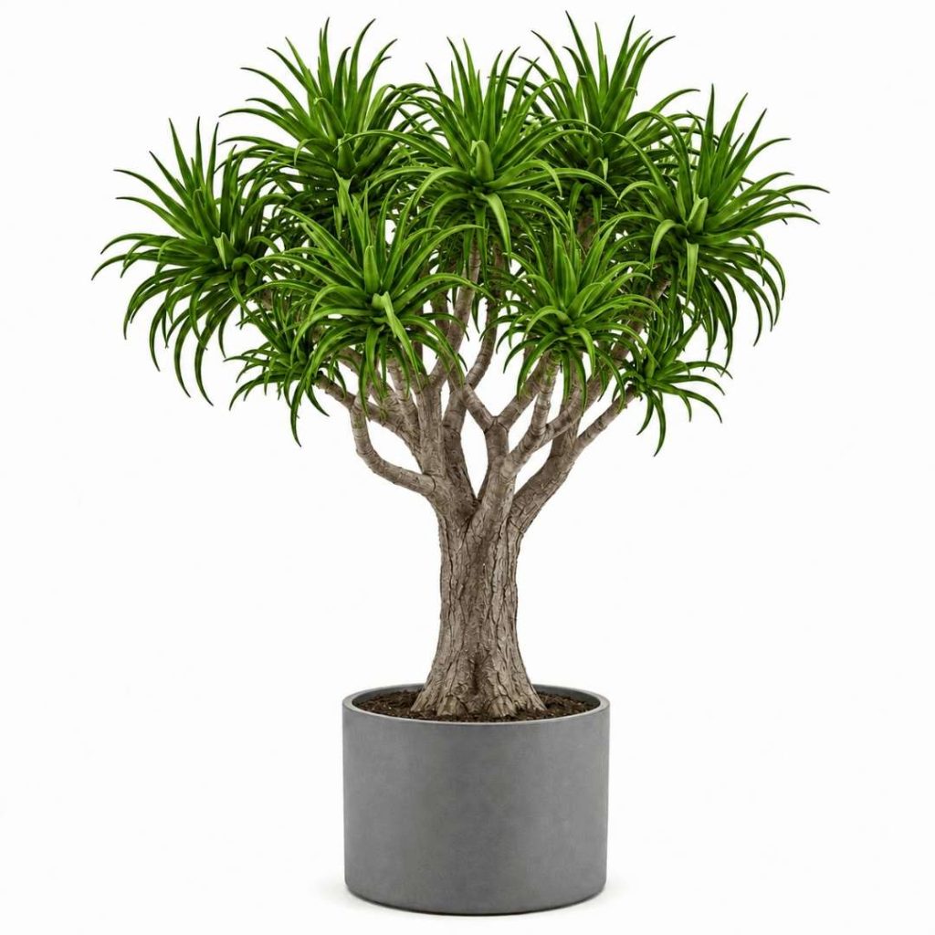 Aloe Bainesii (Barberae)